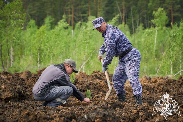 В рамках акции "Сад памяти" в Красноярском крае росгвардейцы высадили деревья