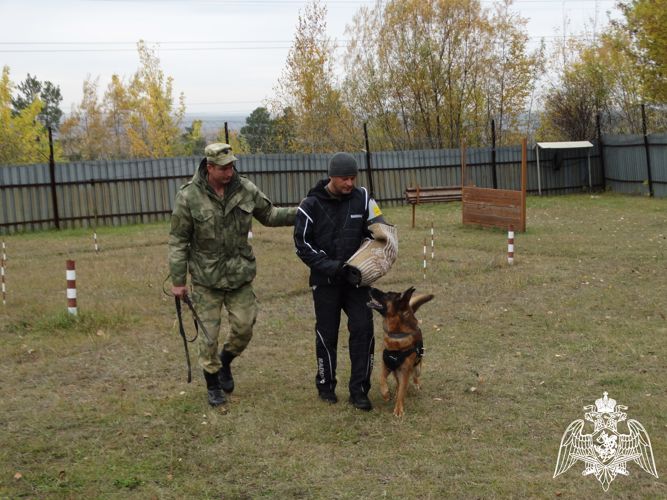 В Железногорске прошли учебно-методические сборы кинологов Сибирского округа Росгвардии 