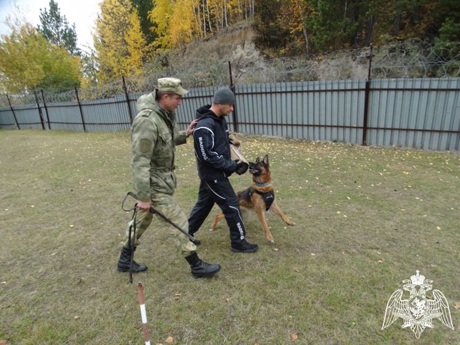 В Железногорске прошли учебно-методические сборы кинологов Сибирского округа Росгвардии 